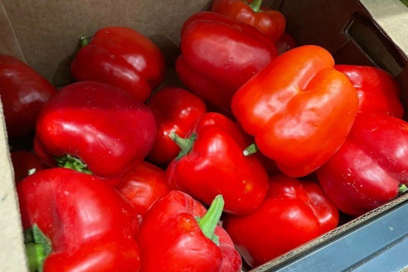 Йод и дрожжи: волшебная формула для богатого урожая болгарского перца