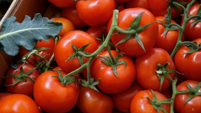Сеем только такие сорта помидоров: очень вкусные и слаще меда. Ветки ломятся от плодов