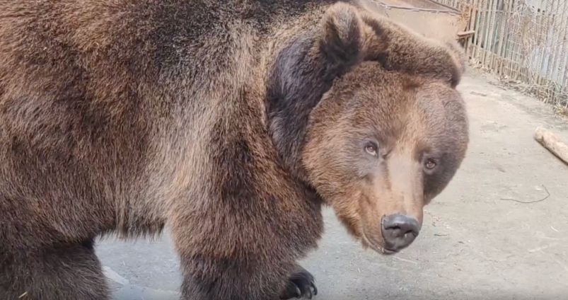 В Большереченском зоопарке медведи пробуют яблочные бутерброды — реакция просто бесценна