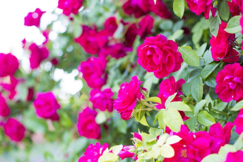 Основы ухода за плетистыми розами: секреты успешной обрезки