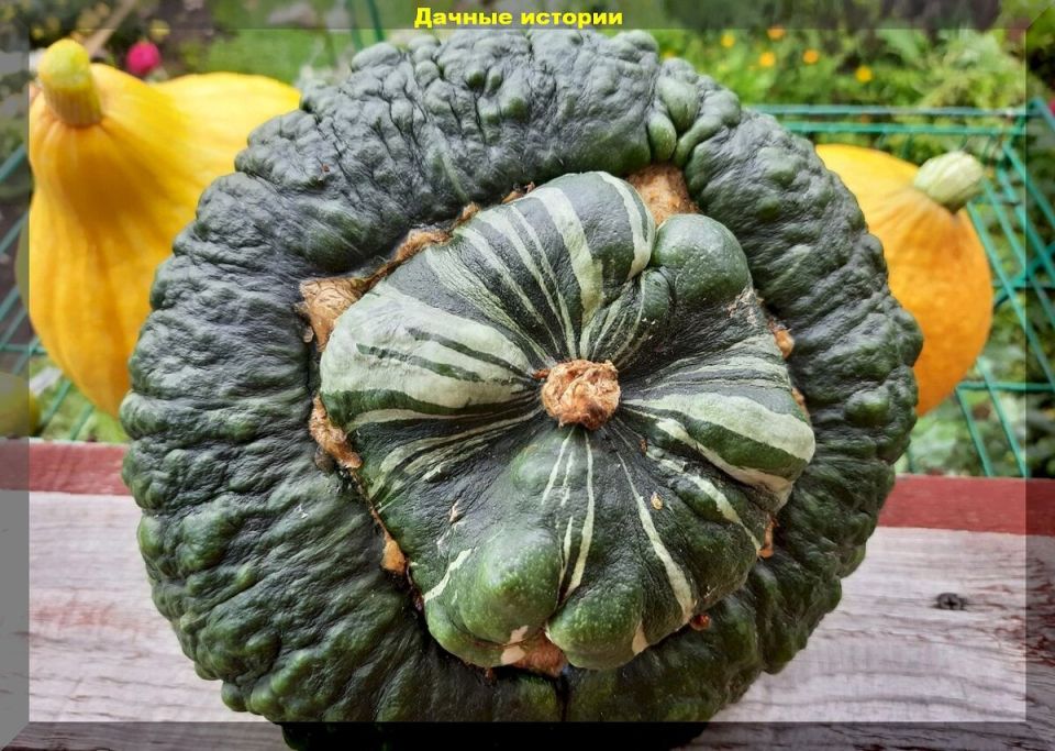 Тыква: основные сорта и необычные разновидности для вашего огорода
