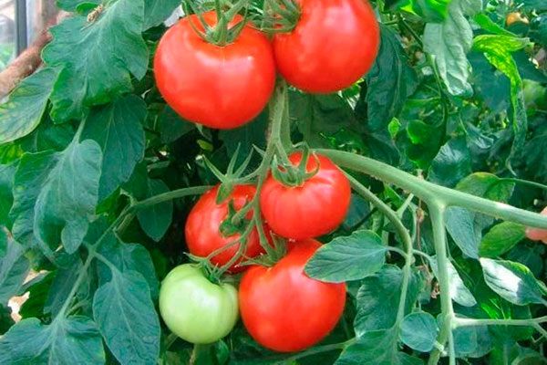 Томаты Виконт: всё о посадке и уходе