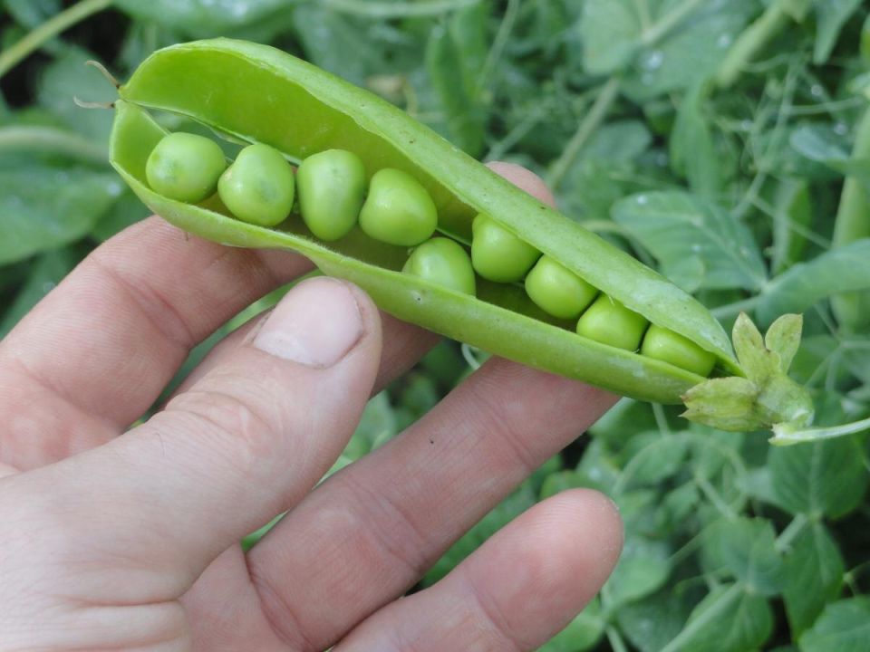 Как вырастить сладкий горох без вредителей: секреты опытных дачников