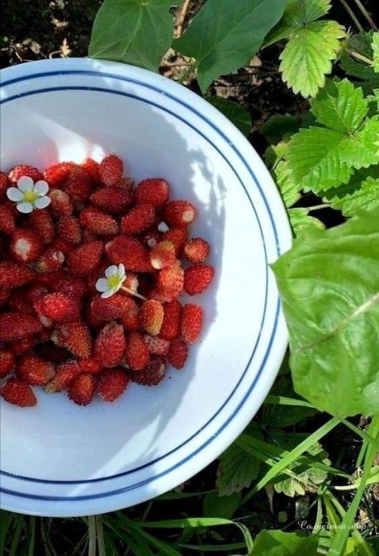 Уход за огородом в летнюю жару