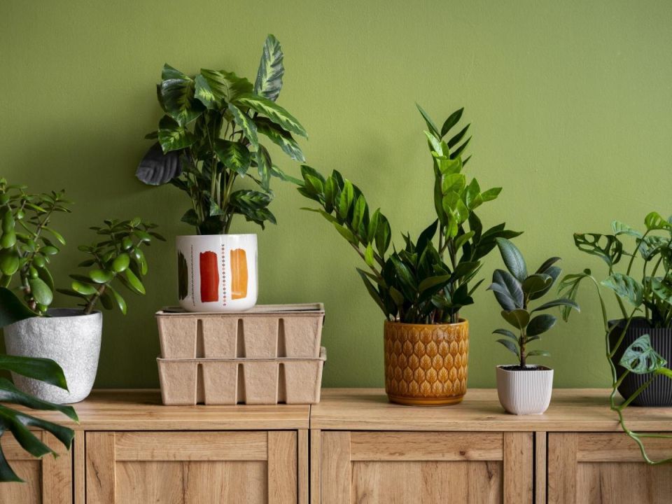 Как не угробить комнатные растения: секреты правильного удобрения