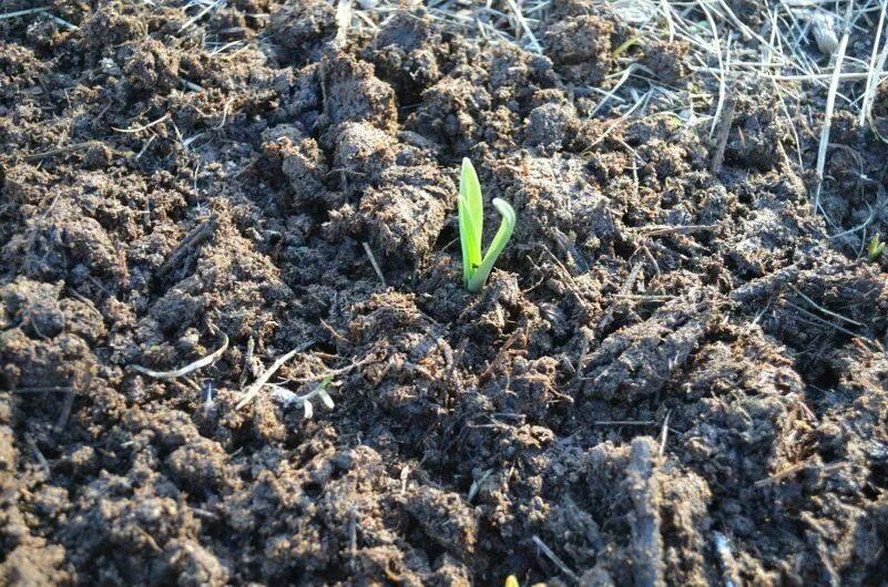 Как обеспечить своему чесноку здоровье и урожай в холодный период