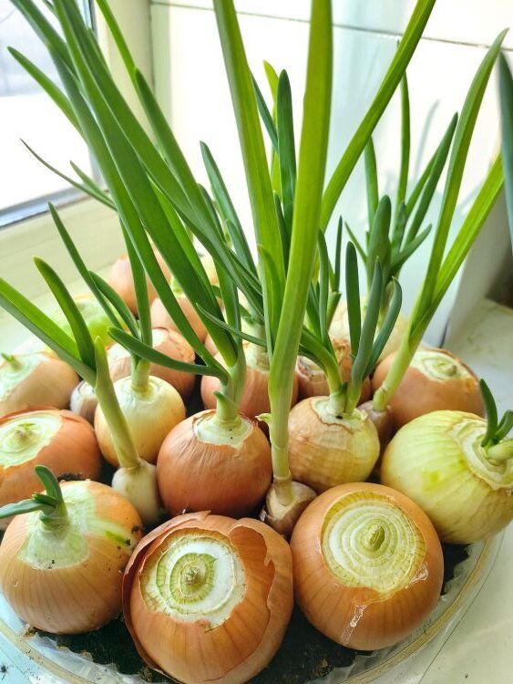 Как вырастить свежий лук к Новому году: секреты успешной выгонки на подоконнике