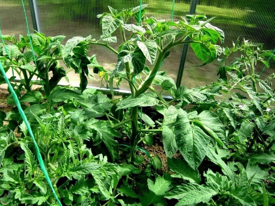 Секреты успешного цветения помидоров