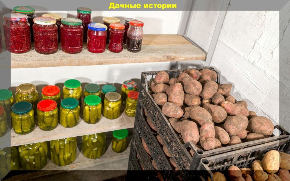 Как сохранить урожай картофеля: главные правила уборки и хранения