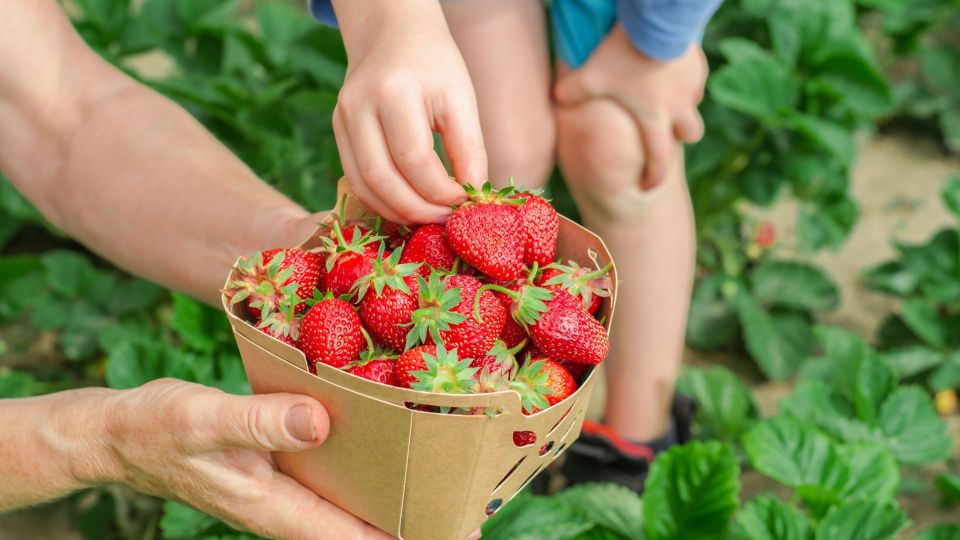 От обилия клубники начнет рябить в глазах: опрыскайте ее этим средством