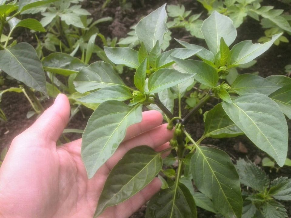 Секреты успешного выращивания болгарского перца: советы по уходу и подкормке