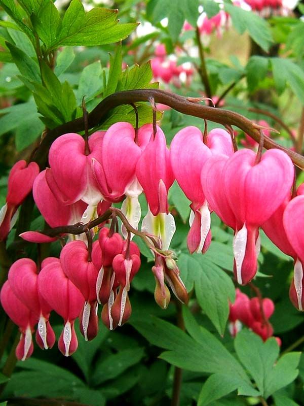 ������������ ������: �����, ������� ������ ���� � ����� ������