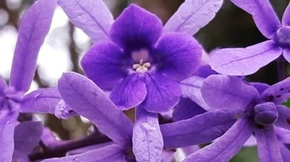 Петрея: Лиана, которая завораживает своим цветочным водопадом