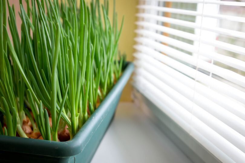 ������ ����������� ������ �� �����������