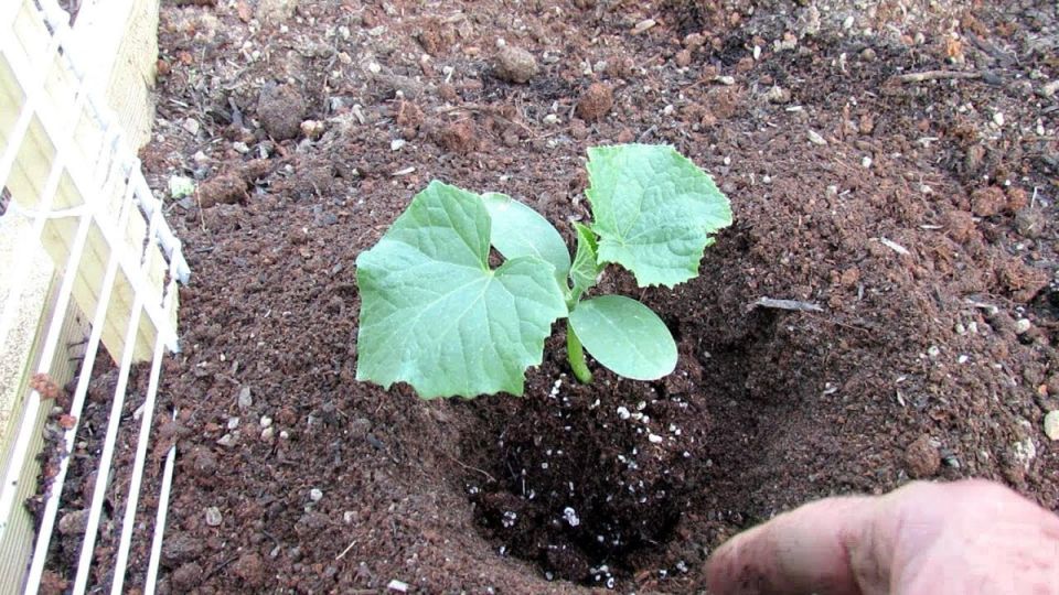 ��� �������� ���������������� ������ ��� ������� ������� � 2026 ����