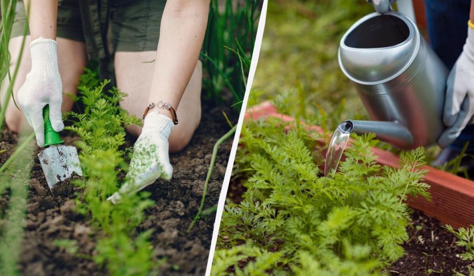 Как обеспечить богатый урожай моркови в июне: секреты эффективной подкормки