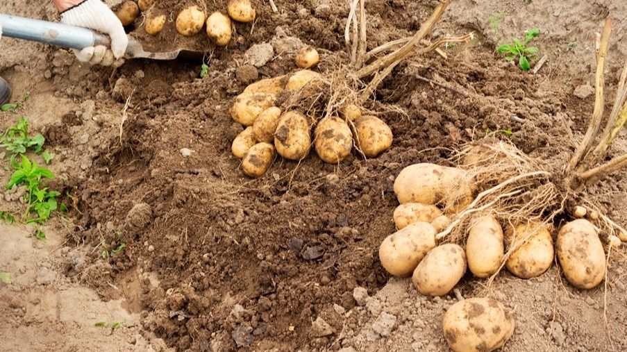 ��������� ���� ������ ��������� �� ������: ������������� ������ ����������� ������ � 2-3 ����