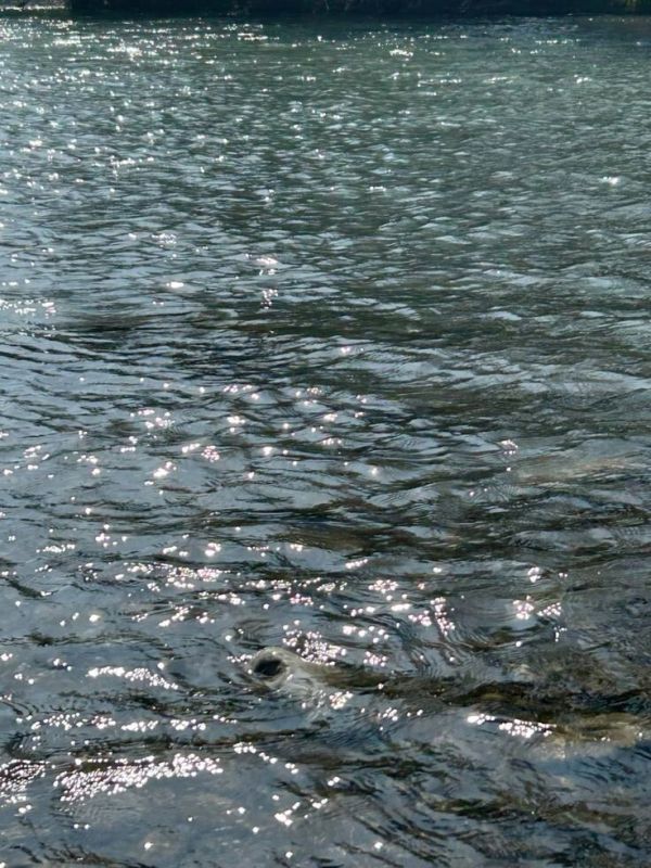 ��� ����� ������ �� �������: ������� ����������