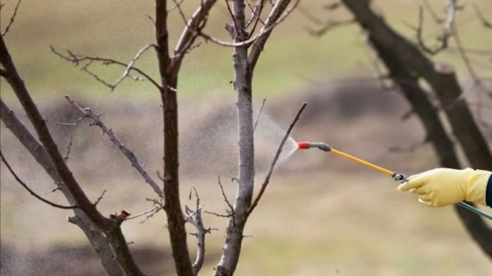 ����� ����������� ��� ������ ���������: ������ ��� �������� ������� ���������