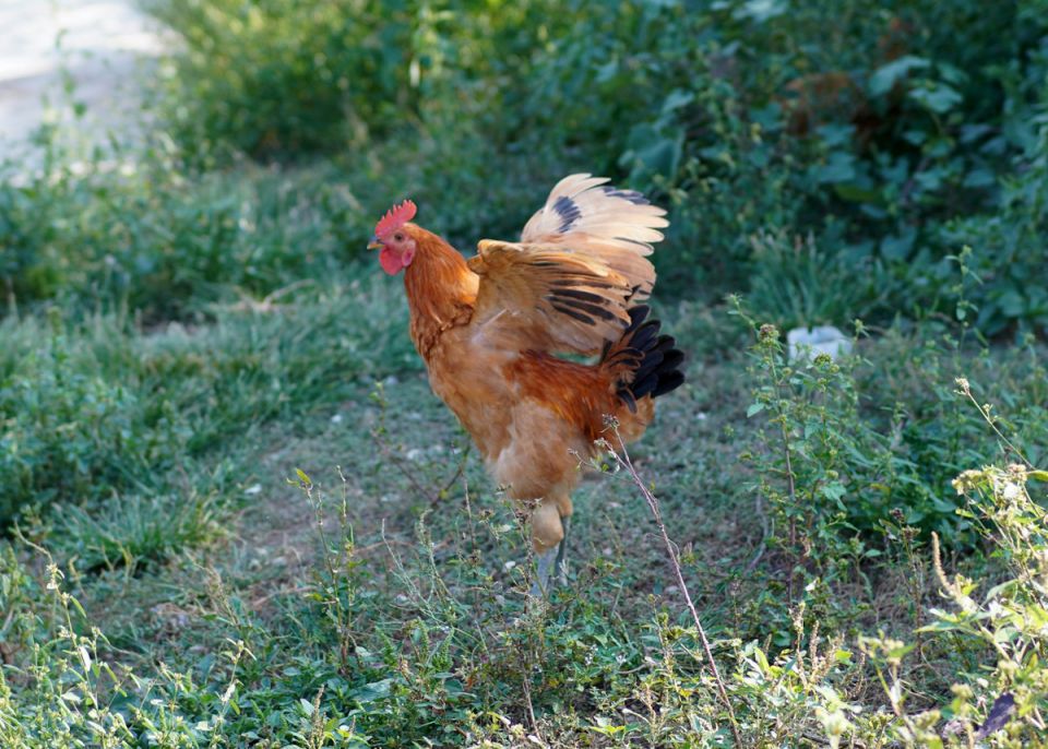 ������ ������ �� ������, ��� ������: ������������ �������� ��� ������