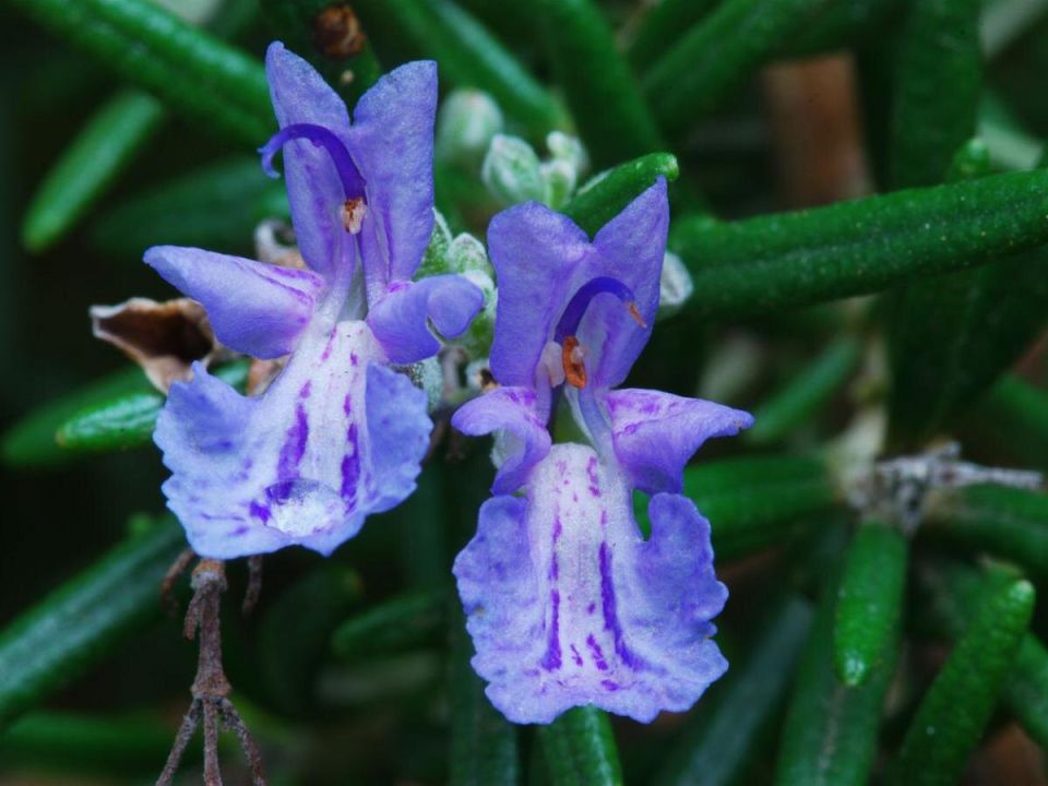 ��� ���������� �� �������: ��� ��������, ������� �������