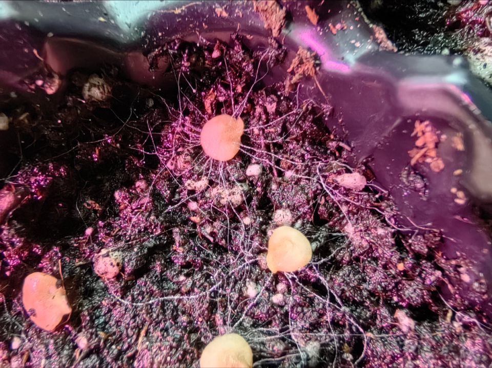 ��� ���������� �������� �������� ��������� �� 15 ���