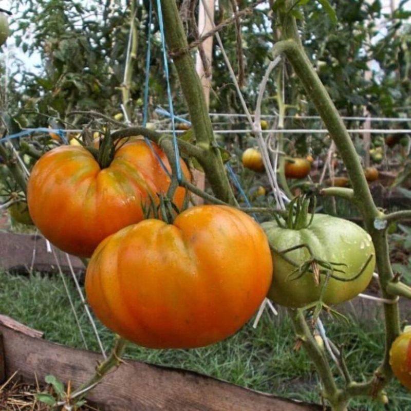 ������� ������ ���������� �������: ��� ��� �������� ����� � �������