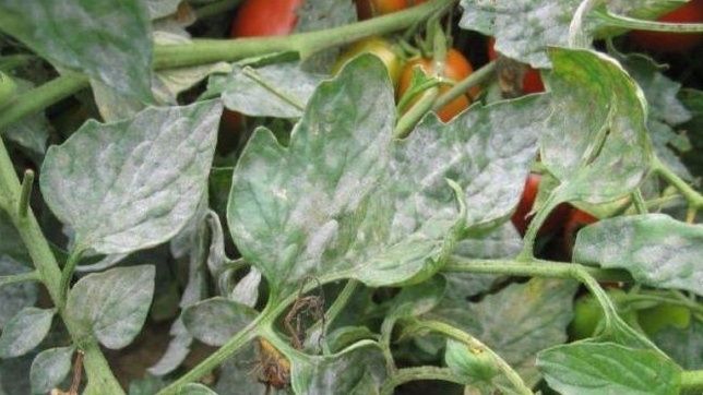 ��� ������������ ���� ���� ����� ������ ������ � ����������� � ����