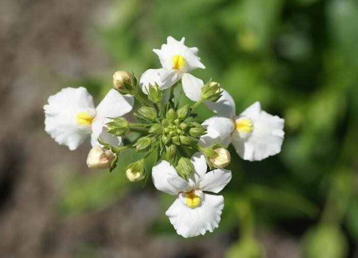 ����������� ����������: ��������� �������� ����� ������ ��� ������ ����