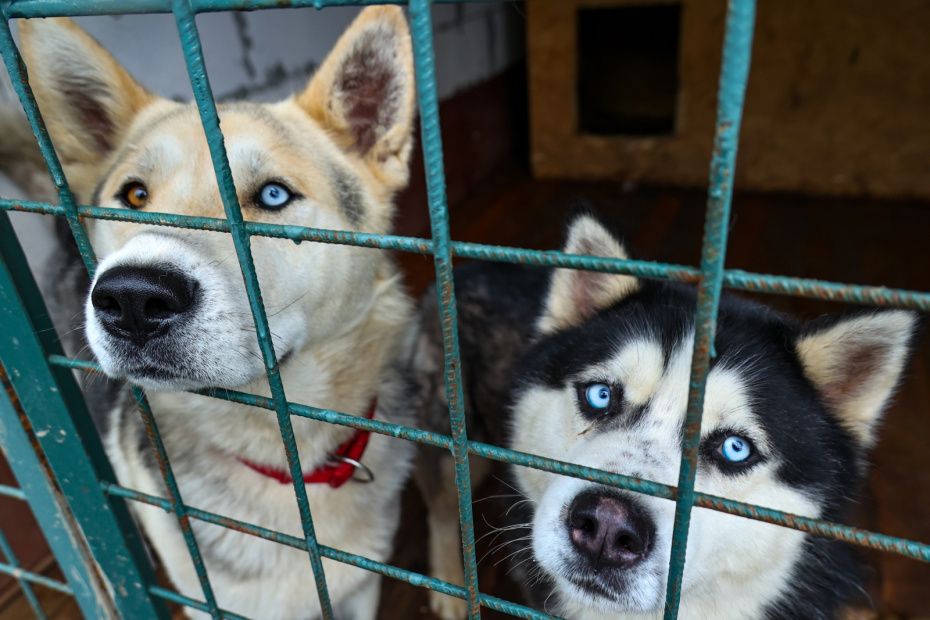 ����� ������������: ��� ������� �������� �������� ������� ���������� �������� ��������