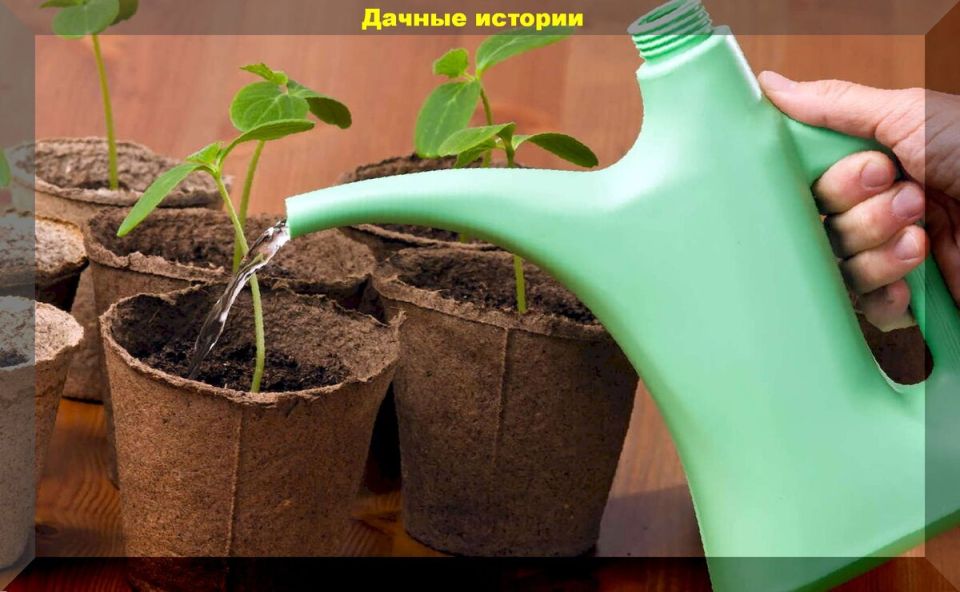 ��� ��������� �������� �������: ������ ������