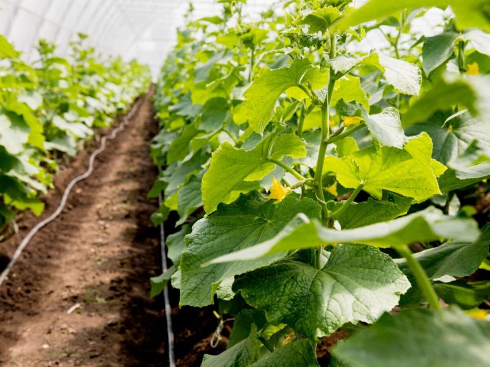 ��� ��������� ���� 75% �������� ������ � ��������