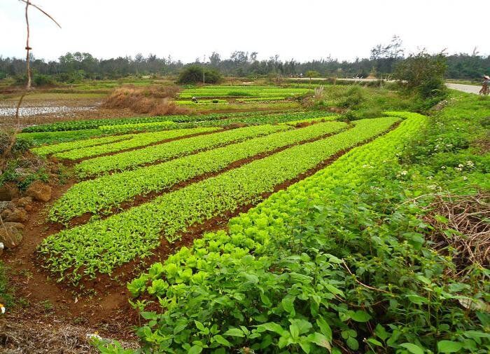 Что такое азофоска и зачем она нужна?