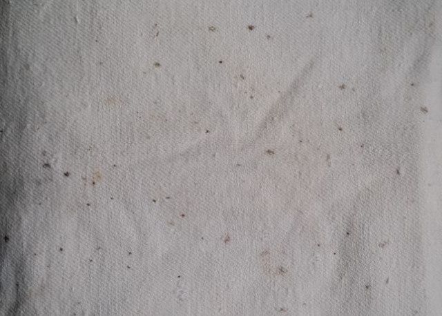 Как и чем отстирать плесень с одежды и не испортить ткань