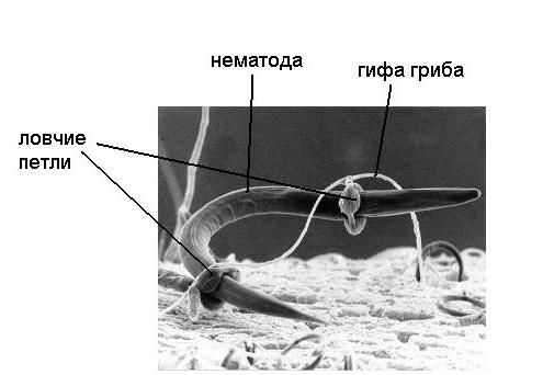От дрожжей до сморчков: погружение в мир аскомицетов