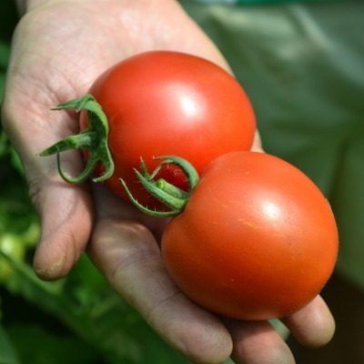 Томат Манон: французский гибрид с ярким вкусом и высокой урожайностью