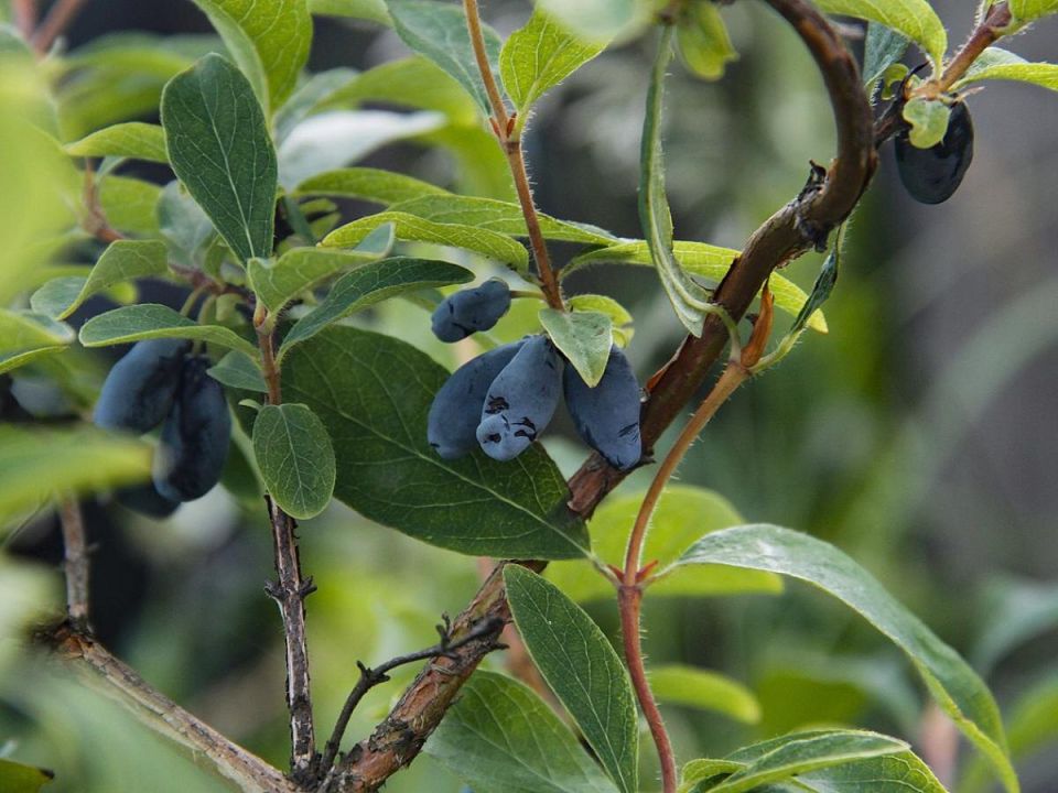 ����������� ����� ��� ���������: ������� �������� �����