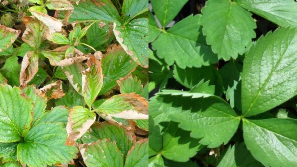 ��� ��������� �������� �������� � �������� ������: ��� ������� �������