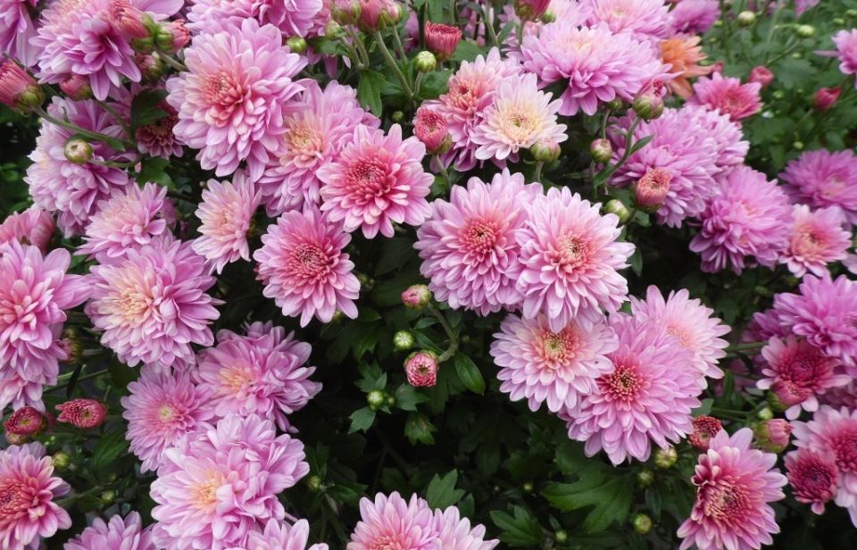 ������� �������� ������� ���������: ��� ��������� ������� ��������