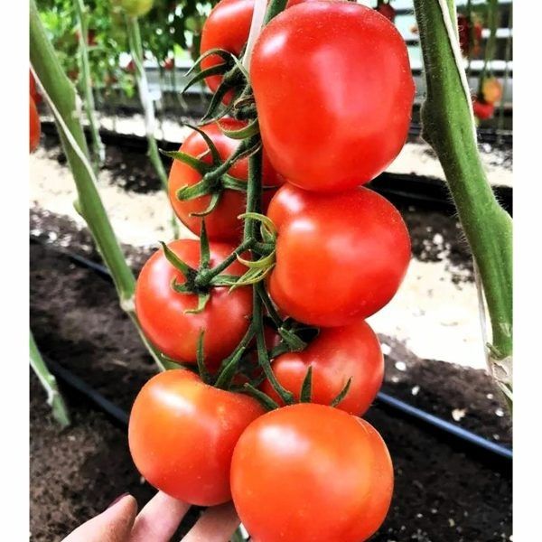 Алое сияние красного томата Алая каравелла: ранний урожай с хорошей лежкостью