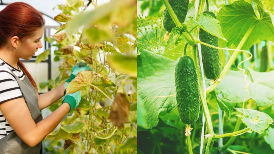 Спокойное наблюдение: как домашняя триходерма на перловке становится защитой без химии