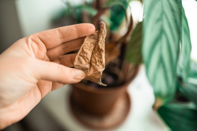 Как поддержать влажность воздуха и спасти комнатные растения от батарей зимой