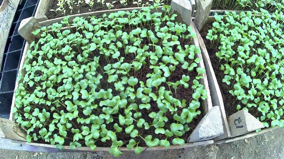 Освоение сроков посадки капусты на рассаду в 2026 году: как выбрать день и фазу луны