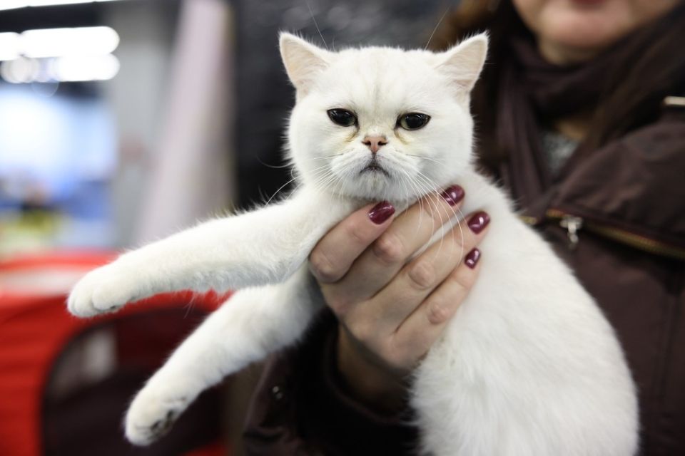 В России могут ограничить число животных в квартирах и зависит оно от площади