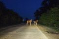 Появление косуль и лосей вблизи городов объяснили в минприроды Новосибирска