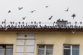 Огромное нашествие голубей в Новосибирске объяснил орнитолог Яновский