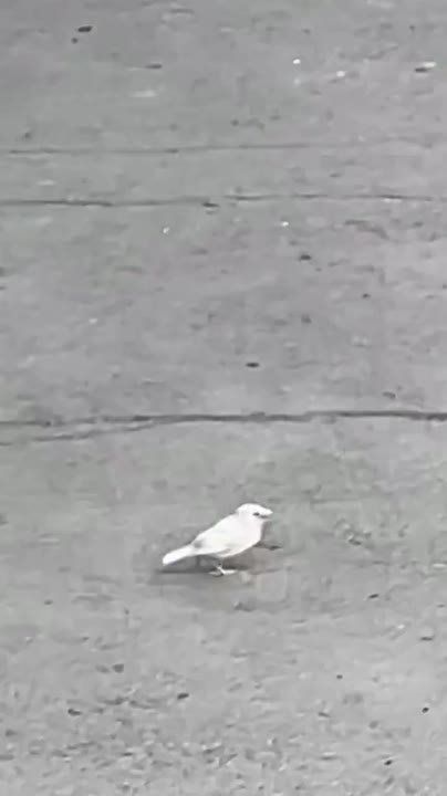   .   -      
