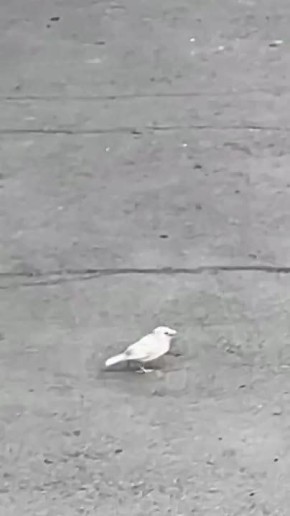   .   -      