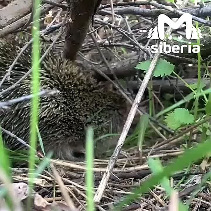  ,       !    