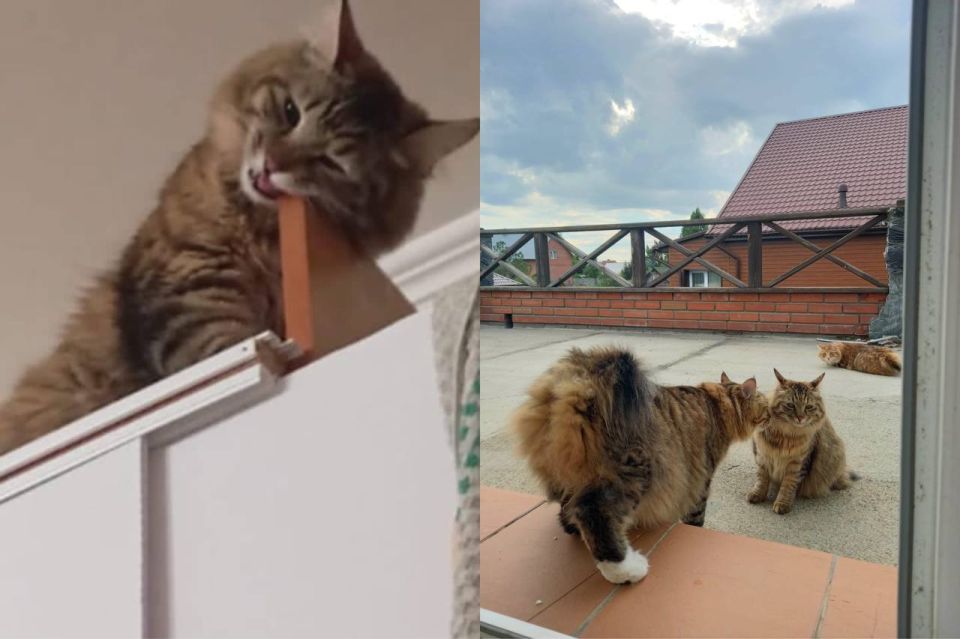   :       